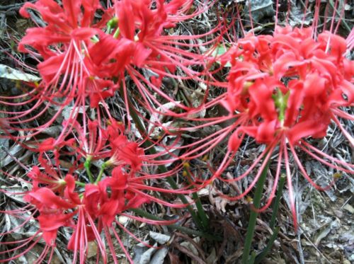 On Sale! Red Naked Lady Amaryllis Spider Lilly 9 bulbs ready for planting!