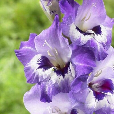 (5) Perennials Gladiolus Bulbs Vista Flower New Flower Ready