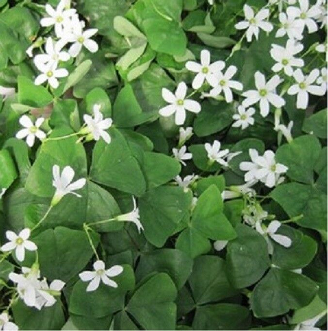 10 OXALIS regnelli GREEN SHAMROCK Bulbs Tubers Corms Rhizomes WHITE FLOWER USA