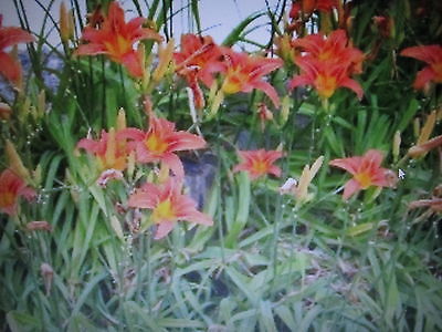 50 LARGE Orange Ditch lilies* You pick ship date* ***FREE SHIPPING****
