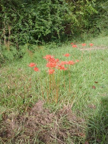 Heirloom Red spider Lily Bulbs Medium 60 Count