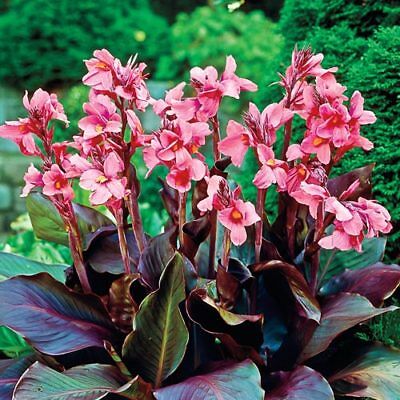 1 PINK FUTURITY CANNA LILY FLOWER BULB - Tall Exotic Tropical Brown Leaf