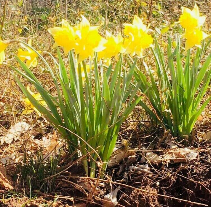 Lot of 10 Large Freshly Dug Heirloom Yellow Daffodil Bulbs (Narcicuss) Hardy