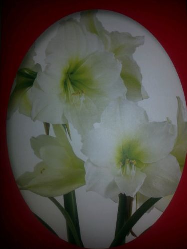 Fresh WHITE Amaryllis bulb 22/24cm The PERFECT GIFT