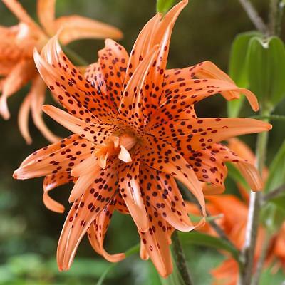 Double Orange Tiger Lily, Beautiful New Flower Bulb Ready to Ship, Perennial