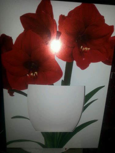Asrt colors 2 choose Amaryllis Growing Kit Box Bulb Pot Soil 24/26 cm great gift
