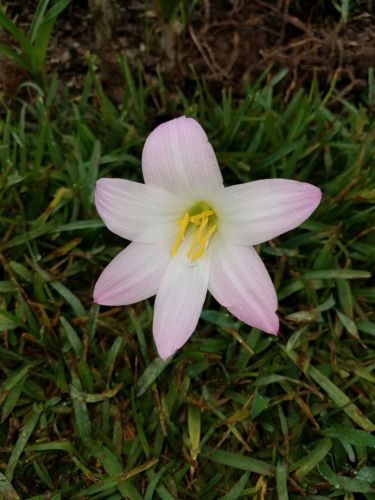Rain Lily, Zephyranthes  Lily Pies, 30 bulbs