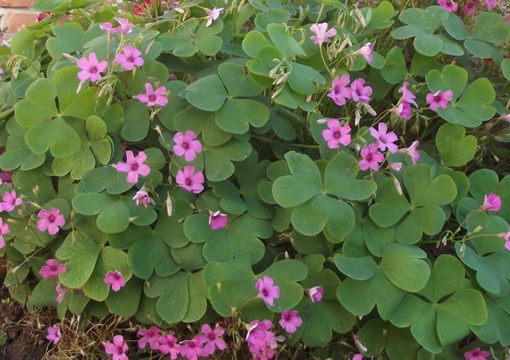 Pink Oxalis (Oxalis articulata subsp. rubra) - 75 Bulbs