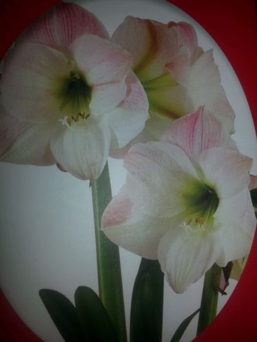 Fresh RED, PINK, STRIPPED OR WHITE Amaryllis bulb 22/24cm THE PERFECT GIFT
