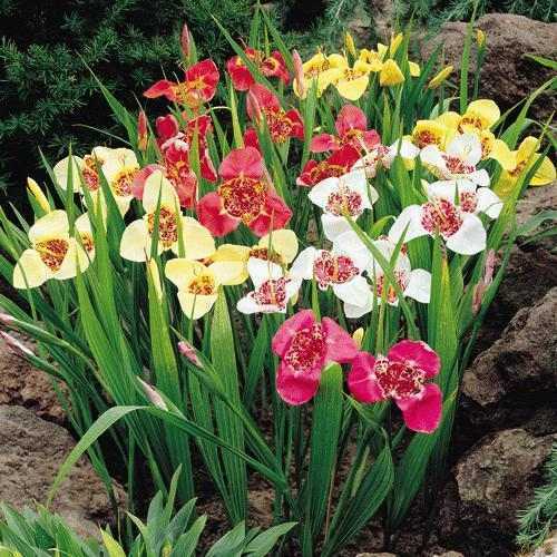 20 Tigridia Flower Mix Color Flower Bulb Summer Blooming