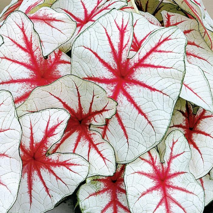Caladium - Fiesta - Striking Red/White Leaves - Lot of 8 Bulbs