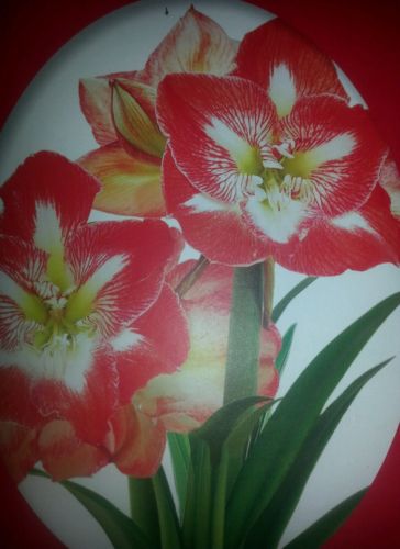 Fresh STRIPPED Amaryllis bulb Red 22/24cm Great GIFTS FOR EVERYONE