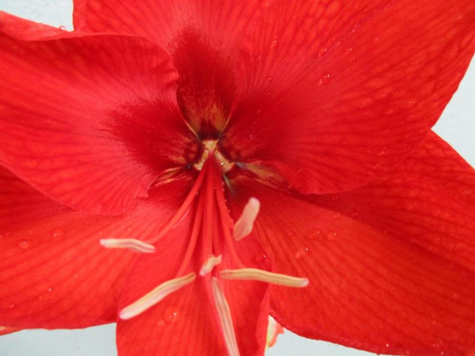 A Bundle of 12 Amaryllis off set bulbs from Amico and Red Lion 6&6 Hippeastrum