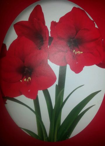 Fresh RED Amaryllis bulb Red 22/24cm PERFECT  GIFTS FOR EVERYONE