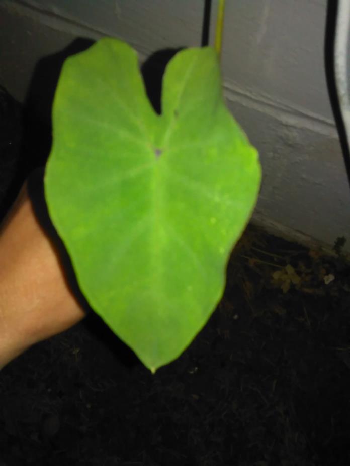 20 Alocasia Elephant Ear Bulb/Rhizomes- Ready To plant