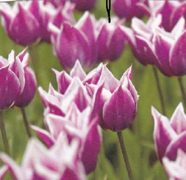 10 PRECHILLED BEAUTIFUL CLAUDIA TULIP BULBS PERENNIAL