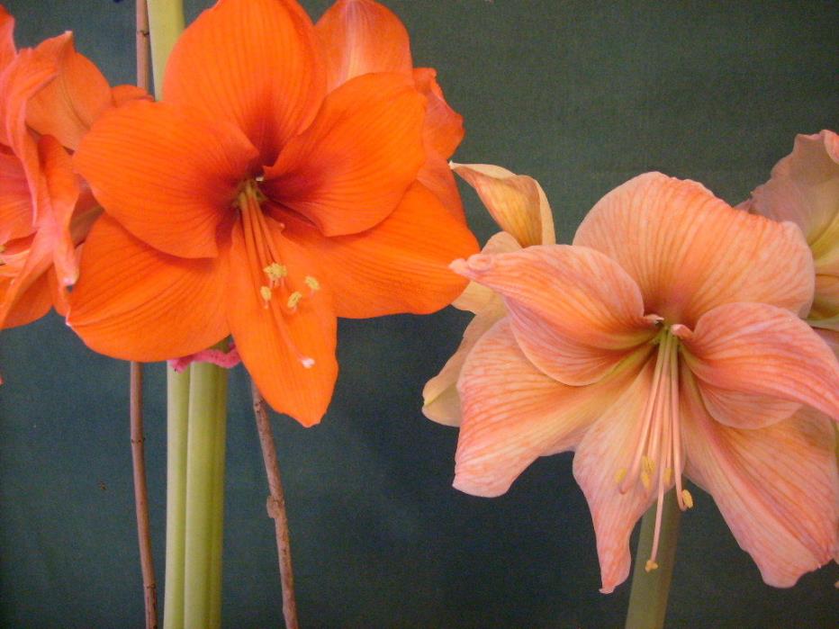 1 amaryllis cross pollinated plant between Sovereign X Exotica  Hippeastrum