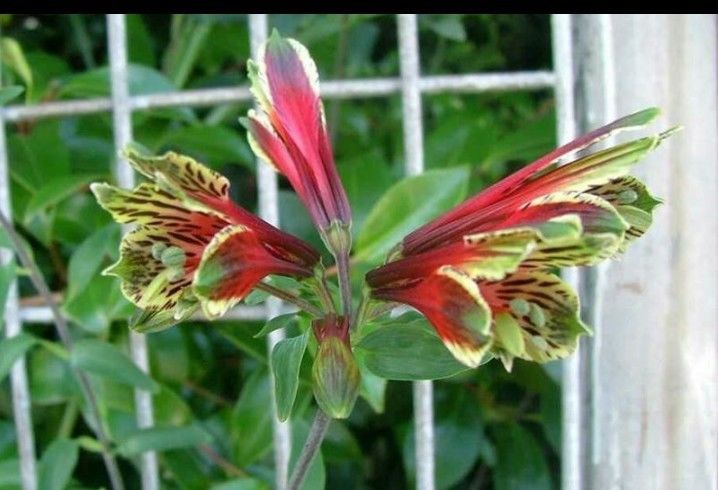 12 Peruvian Parrot Lily Plant Flower tubers Alstroemeria. Beautiful flower.
