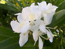 Medicinal Fragrant Ginger Butterfly Hedychium Coronarium 1 Live Plant Rhizome