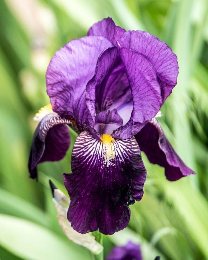 25 Eleanor Roosevelt, Boarder bearded Iris, Re-bloomer, purple