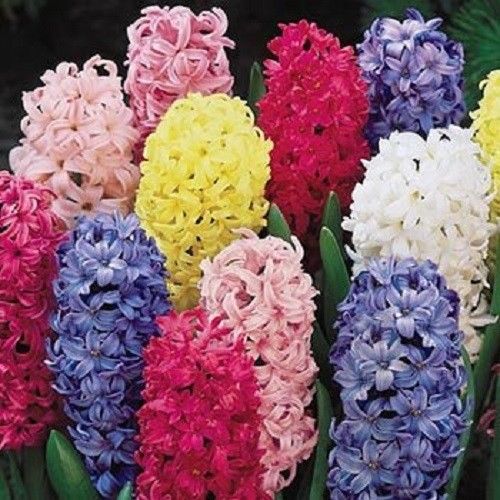 6 MIXED HYACINTH  BULBS PERENNIAL