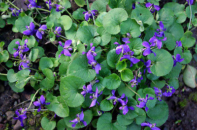 150  Wild Purple Violet Rhizome/Bulbs- Fresh, Healthy, & Bare- Ready To Plant