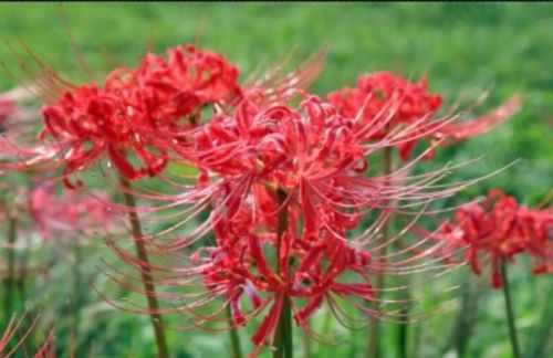 5 Red Heirloom Spider Lily Bulbs (Lycoris Radiata) Stunning LAST CALL