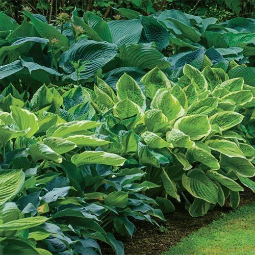 Hosta Mixture (10 Bare Roots)