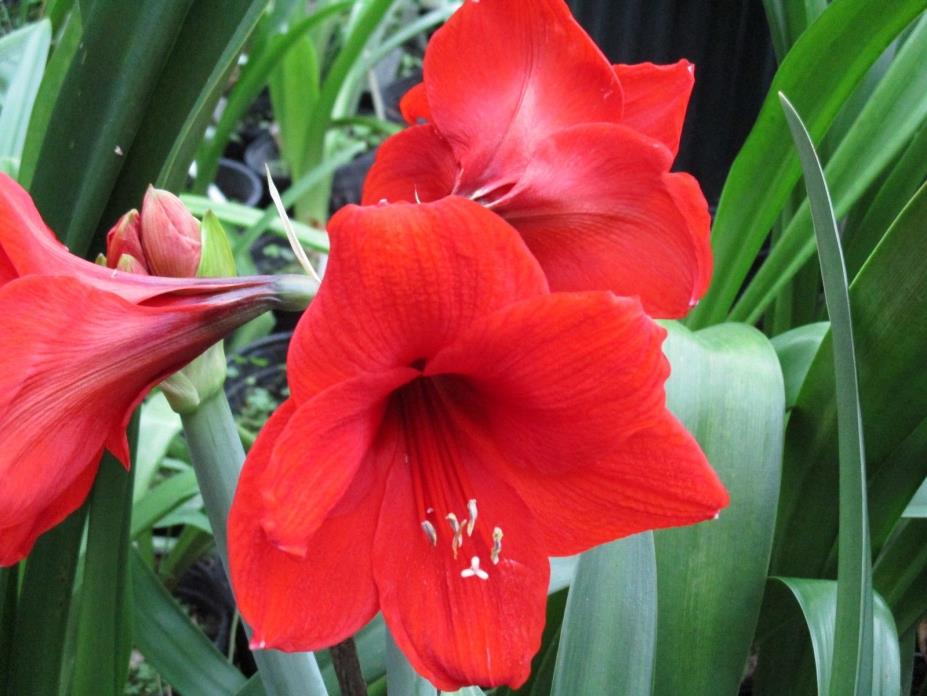 One Amaryllis off set bulbs from Red Lion  Hippeastrum  14 cm. in circumference