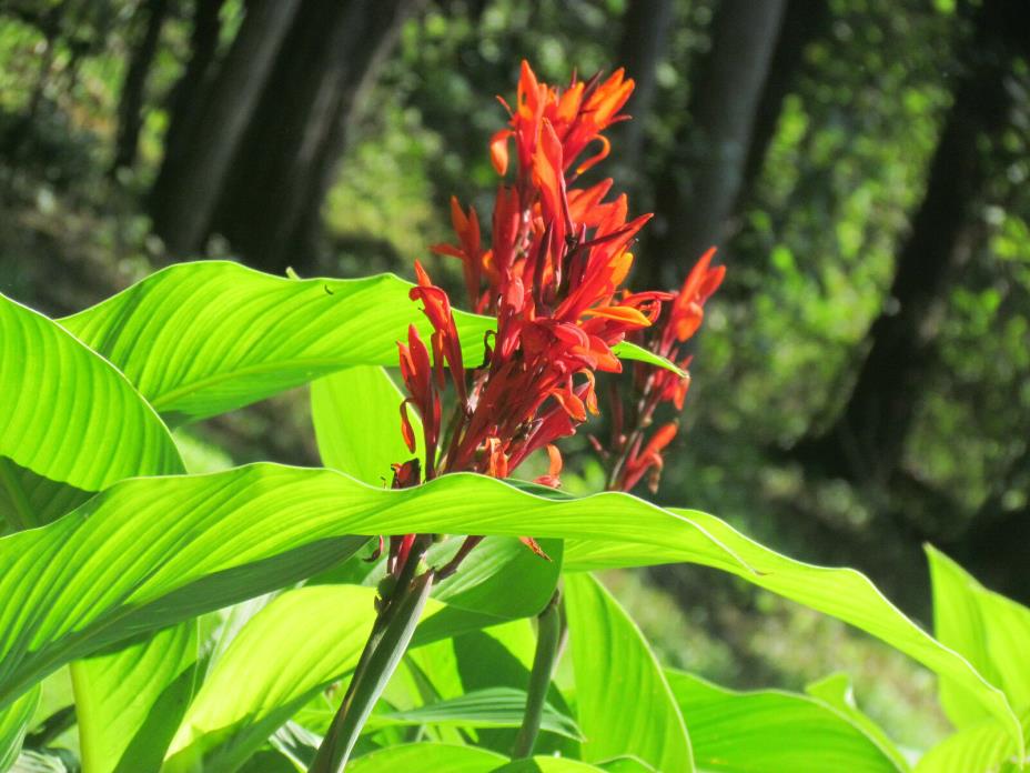 Canna bulbs Red(5 to 6 ft. tall). Lots of 12. Green Leaf Lily. Free shipping!