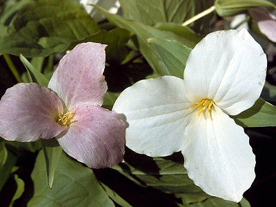 White Trillium (Trillium grandeflora) 10 bulbs