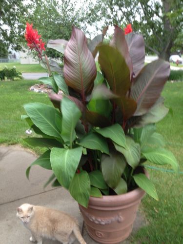 6 canna lily bulbs