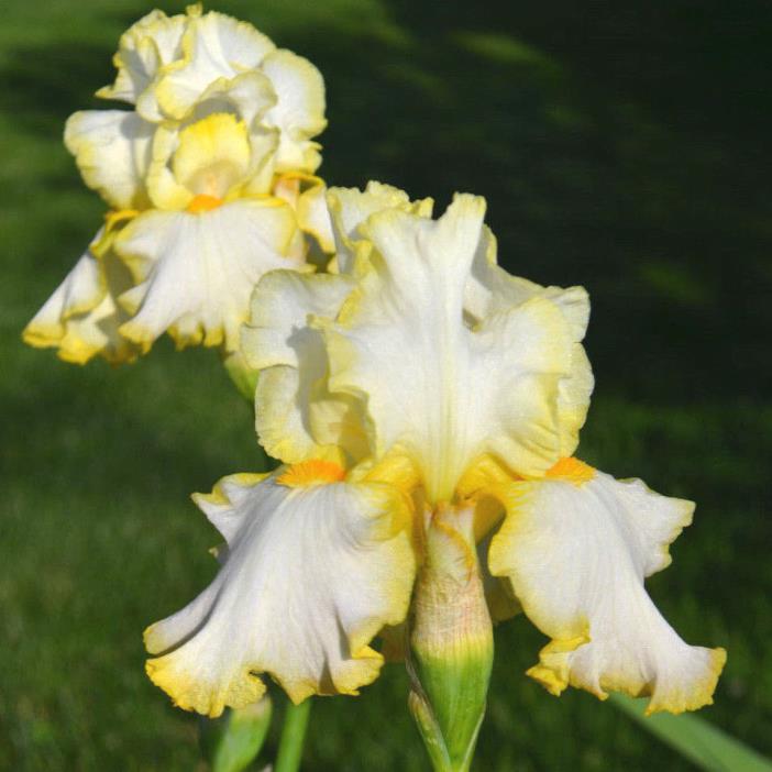 1 plant Bare Root Chunk Yellow Iris  ready to plant