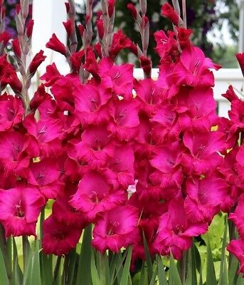 (10) Perennials Gladiolus Purple Rain New Flower Bulbs Ready 2 Ship