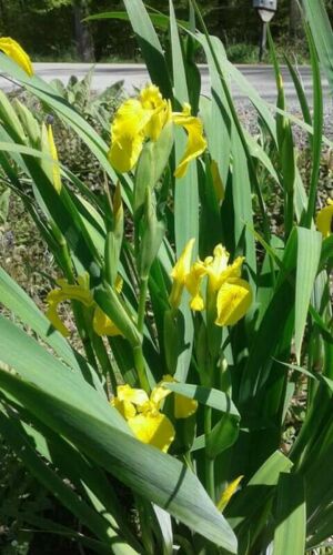 6 Plants, Fans Yellow Flag Iris Flowering Perennial Pond Aquatic Koi