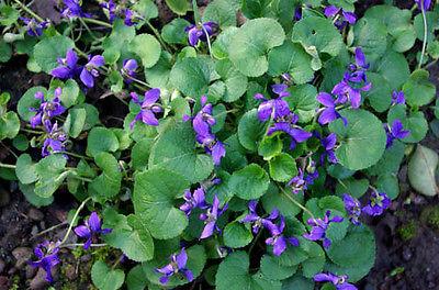 100  Wild Purple Violet Rhizome/Bulbs- Fresh, Healthy, & Bare- Ready To Plant
