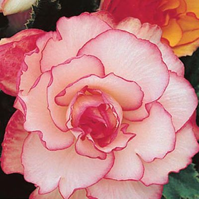 3 PICOTEE WHITE & RED BEGONIA BULBS * Healthy Hardy #1+ Bulbs *BLOOMS JUNE-FROST