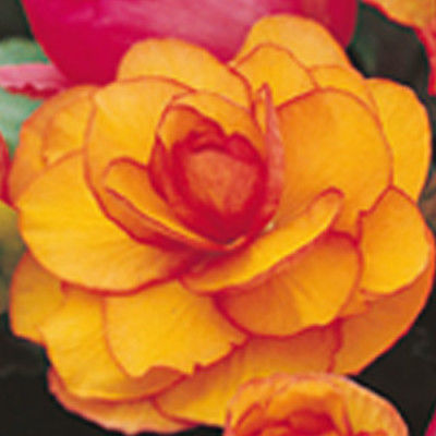 3 PICOTEE YELLOW & RED BEGONIA BULBS *Healthy Hardy #1+ Bulbs *BLOOMS JUNE-FROST