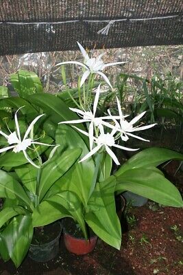 Hymenocallis euchardifolia