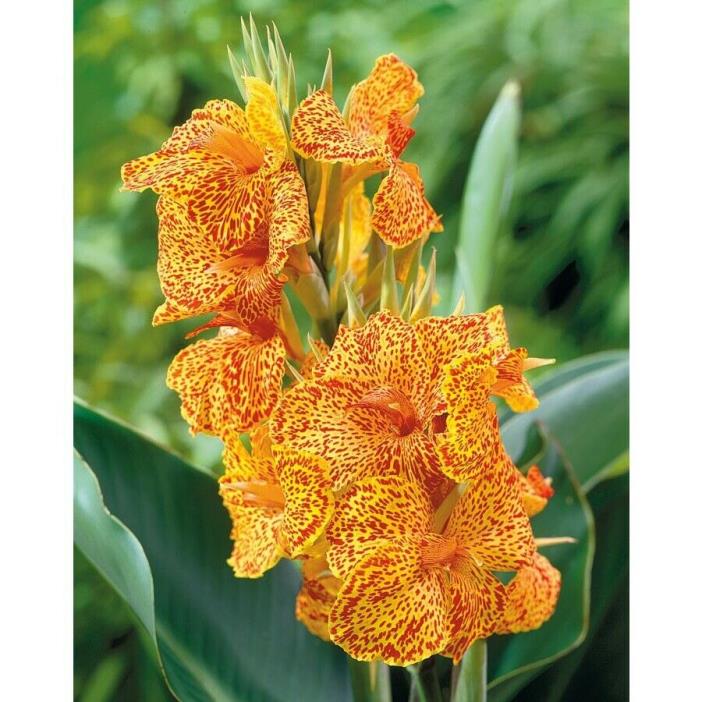 1 Canna Picasso Yellow W/ Red Dots Color Flower Bulb Perennial Summer Blooming