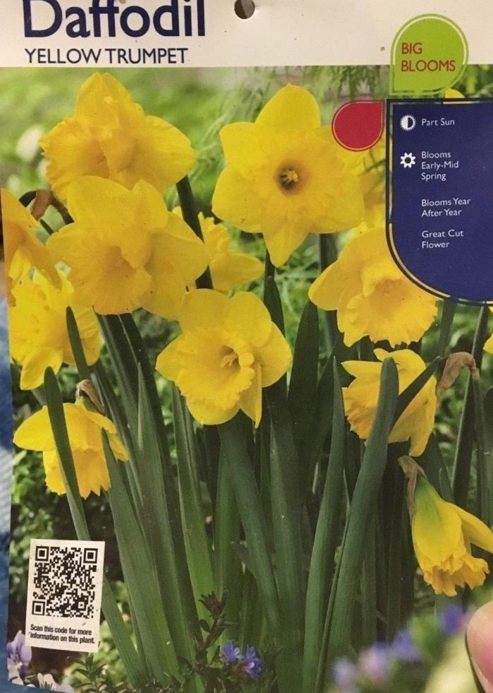 Yellow Trumpet Daffodil Flower Dutch Master (20 Bulbs) Perennial, Zones:4-9