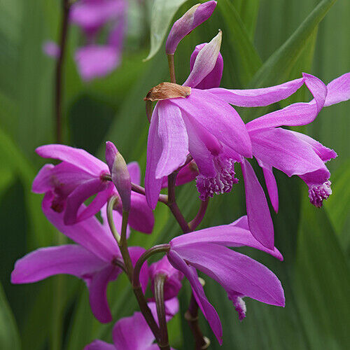 1 Ground Orchid Bletilla Purple Color Root Bulb Flower Perennial Summer