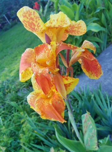 RARE CANNA LILY BAVARIA EXOTIC GORGEOUS FULL BLOOMS 2 LARGE BULBS