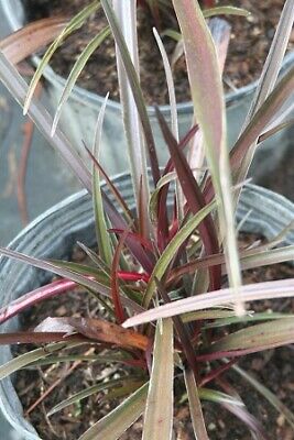 Crinum Menehune Dwarf Red Leaf Pink Flowering Bog Plant