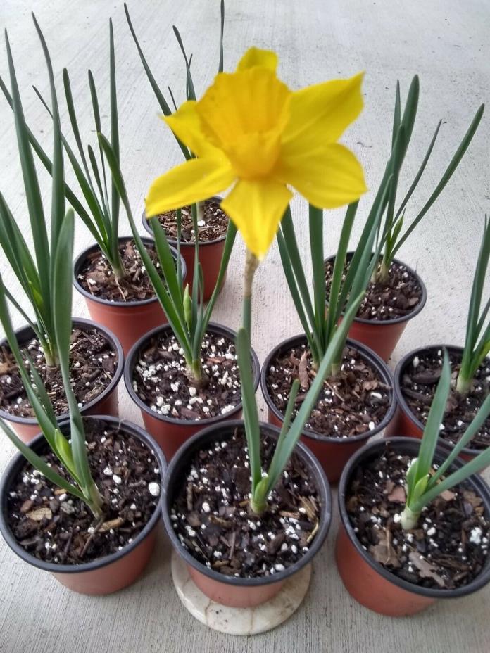 'Narcissus' daffodil -  Qty 9 Live Plant (7-11 in. Tall),  4 inch pot,