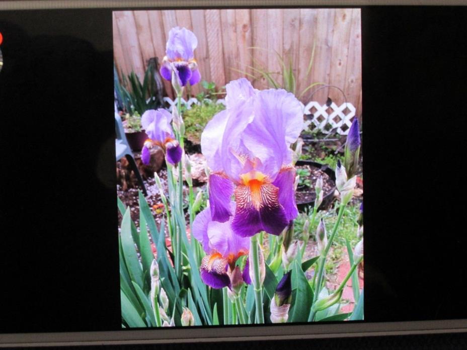 3X Iris Bulbs Southern Oregon PURPLE W/ Yellow