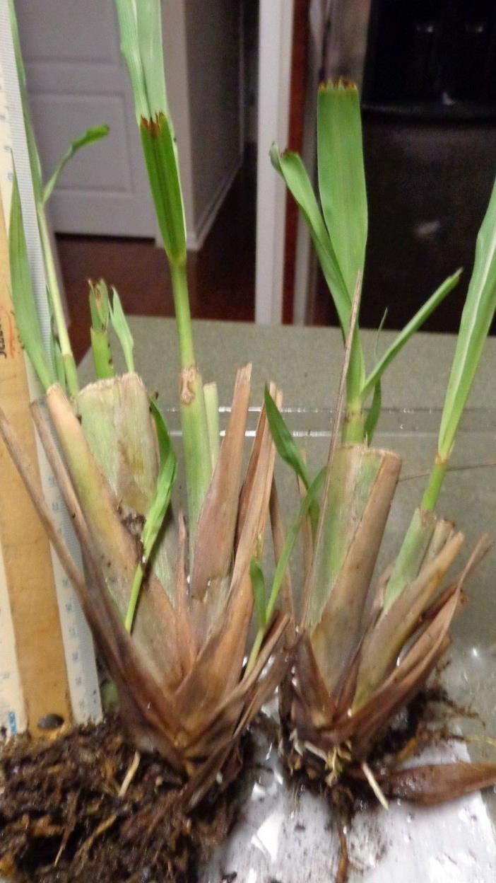 Two clusters or clumps of well rooted lemongrass, ready to transplant