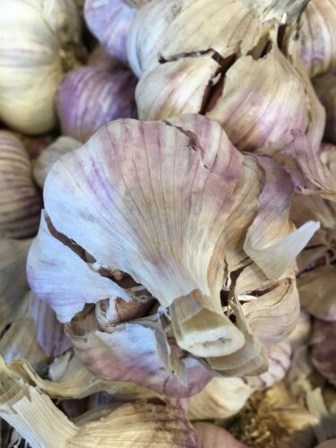 10 EXTRA LARGE PURPLE GARLIC BULBS FOR EATING OR PLANTING
