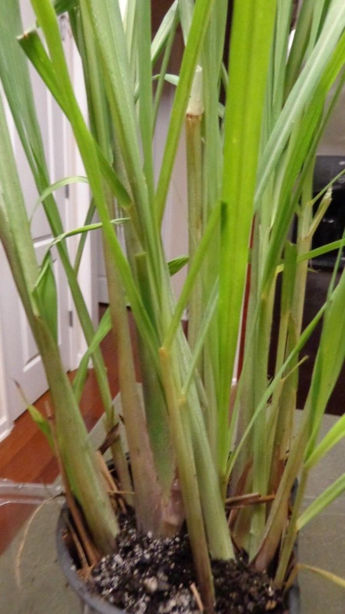 one gallon pot of large lemongrass