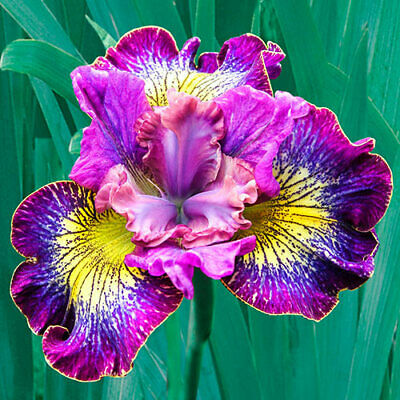 How Audacious Siberian Iris Root, Cute Flowers for Spectacular Blooms....Store